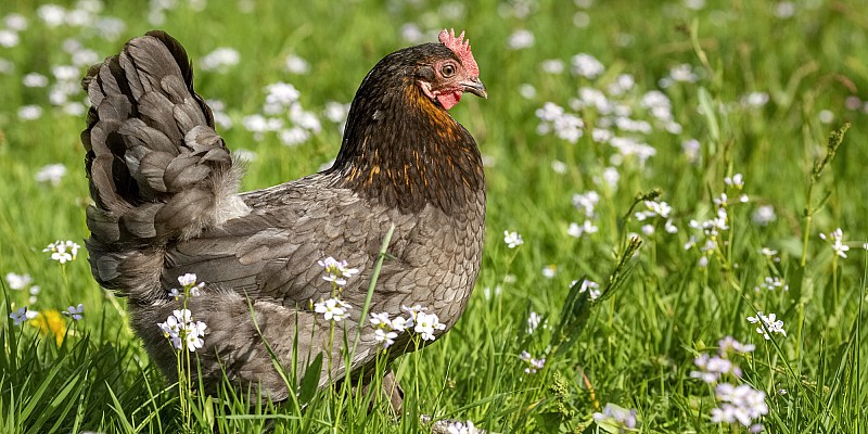 Landwirtschaft